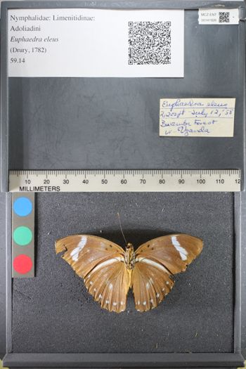 Media type: image;   Entomology 141926